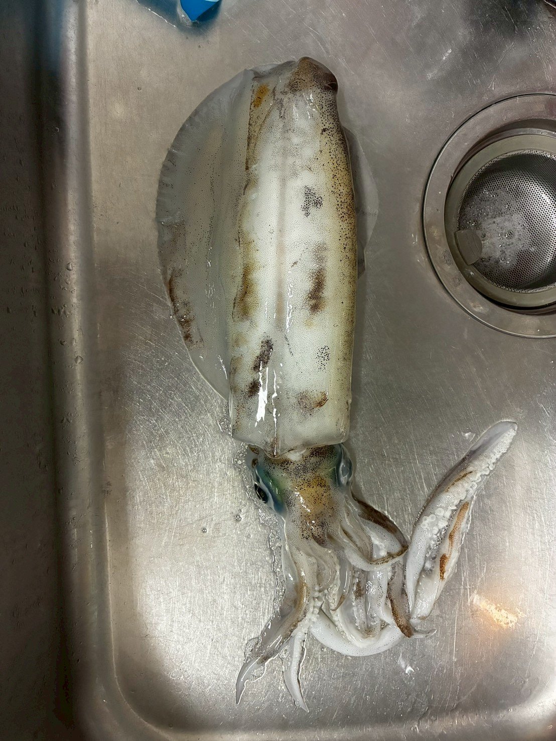 青イソメ・オキアミ・練り餌が並ぶ釣りエサの種類