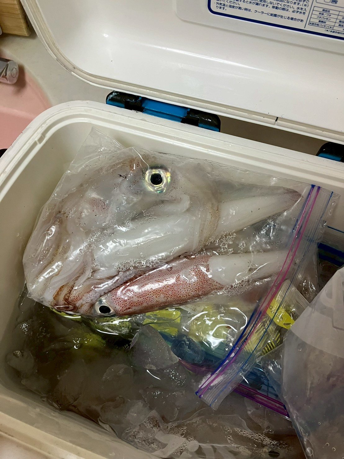 磯釣りに必要な装備を揃えた釣り場の風景
